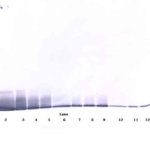 To detect mIL-13 by Western Blot analysis this antibody can be used at a concentration of 0.1- 0.2 ug/ml. Used in conjunction with compatible secondary reagents the detection limit for recombinant mIL-13 is 1.5-3.0 ng/lane, under either reducing or non-reducing conditions.