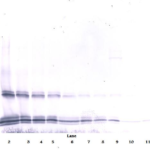To detect mIL-15 by Western Blot analysis this antibody can be used at a concentration of 0.1 - 0.2 ug/ml. Used in conjunction with compatible secondary reagents the detection limit for recombinant mIL-15 is 1.5 - 3.0 ng/lane, under either reducing or non-reducing conditions.