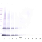 To detect mIL-15 by Western Blot analysis this antibody can be used at a concentration of 0.1 - 0.2 ug/ml. Used in conjunction with compatible secondary reagents the detection limit for recombinant mIL-15 is 1.5 - 3.0 ng/lane, under either reducing or non-reducing conditions.