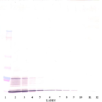 To detect hIL-15 by Western Blot analysis this antibody can be used at a concentration of 0.1 - 0.2 ug/ml. Used in conjunction with compatible secondary reagents the detection limit for recombinant hIL-15 is 1.5 - 3.0 ng/lane, under either reducing or non-reducing conditions.