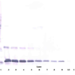 To detect hIL-16 by Western Blot analysis this antibody can be used at a concentration of 0.1 - 0.2 ug/ml. Used in conjunction with compatible secondary reagents the detection limit for recombinant hIL-16 is 1.5-3.0 ng/lane, under either reducing or non-reducing conditions.