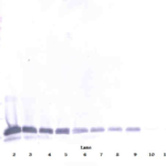 To detect hIL-16 by Western Blot analysis this antibody can be used at a concentration of 0.1 - 0.2 ug/ml. Used in conjunction with compatible secondary reagents the detection limit for recombinant hIL-16 is 1.5-3.0 ng/lane, under either reducing or non-reducing conditions.