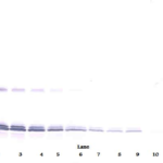 To detect hIL-16 by Western Blot analysis this antibody can be used at a concentration of 0.1 - 0.2 ug/ml. Used in conjunction with compatible secondary reagents the detection limit for recombinant hIL-16 is 1.5-3.0 ng/lane, under either reducing or non-reducing conditions.
