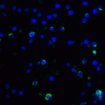 <strong>Figure 5 Immunofluorescence Validation of IL-17 in Mouse A-20 Cells</strong><br>Immunofluorescent analysis of 4% paraformaldehyde-fixed mouse A-20 Cells labeling IL-17 with 4887 at 5 μg/mL, followed by goat anti-rabbit IgG secondary antibody at 1/500 dilution (green) and DAPI staining (blue).