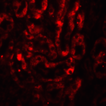 <strong>Figure 6 Immunofluorescence Validation of IL-17 in Mouse Thymus Tissue</strong><br>Immunofluorescent analysis of 4% paraformaldehyde-fixed mouse thymus tissue labeling IL-17 with 4887 at 20 μg/mL, followed by goat anti-rabbit IgG secondary antibody at 1/500 dilution (red).