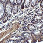 <strong>Figure 7 Immunohistochemistry Validation of IL-17 in Mouse Colon Tissue </strong><br> Immunohistochemical analysis of paraffin-embedded mouse colon tissue using anti-IL-17 antibody (4887) at 2 μg/mL. Tissue was fixed with formaldehyde and blocked with 10% serum for 1 h at RT; antigen retrieval was by heat mediation with a citrate buffer (pH6). Samples were incubated with primary antibody overnight at 4° C. A goat anti-rabbit IgG H&L (HRP) at 1/250 was used as secondary. Counter stained with Hematoxylin.