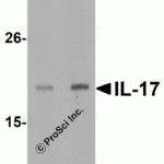 <strong>Figure 2 Western Blot Validation in A-20 Cell Lysate</strong><br>Loading: 15 μg of lysates per lane.Antibodies: IL-17 4877 (A: 2 μg/mL and B: 4 μg/mL), 1h incubation at RT in 5% NFDM/TBST.Secondary: Goat anti-rabbit IgG HRP conjugate at 1:10000 dilution.