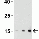 <strong>Figure 3 Recombinant Protein Test </strong><br>Loading: 30 ng of human IL-17 recombinant protein per lane.Antibodies: IL-17 4877, 1h incubation at RT  in 5% NFDM/TBST.Secondary: Goat anti-rabbit IgG HRP conjugate at 1:10000 dilution.Lane 1: 0.125 μg/mLLane 2: 0.25 μg/mLLane 3: 0.5 μg/mL