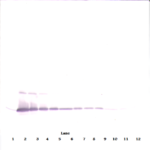 To detect mIL-17A by Western Blot analysis this antibody can be used at a concentration of 0.1 - 0.2 ug/ml. Used in conjunction with compatible secondary reagents the detection limit for recombinant mIL-17A is 1.5 - 3.0 ng/lane, under either reducing or non-reducing conditions.