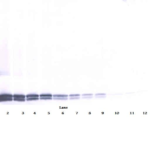 To detect hIL-17B by Western Blot analysis this antibody can be used at a concentration of 0.1 - 0.2 ug/ml. Used in conjunction with compatible secondary reagents the detection limit for recombinant hIL-17B is 1.5 - 3.0 ng/lane, under either reducing or non-reducing conditions.