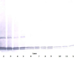 To detect hIL-17B by Western Blot analysis this antibody can be used at a concentration of 0.1 - 0.2 ug/ml. Used in conjunction with compatible secondary reagents the detection limit for recombinant hIL-17B is 1.5 - 3.0 ng/lane, under either reducing or non-reducing conditions.