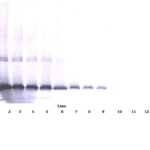 To detect Human IL-17D by Western Blot analysis this antibody can be used at a concentration of 0.1 - 0.2 mg/ml. when used in conjunction with compatible development reagents the detection limit for recombinant Human IL-17D is 1.5 – 3.0 ng/lane, under either reducing or non-reducing conditions.