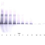 To detect Human IL-17D by Western Blot analysis this antibody can be used at a concentration of 0.1 - 0.2 mg/ml. when used in conjunction with compatible development reagents the detection limit for recombinant Human IL-17D is 1.5 – 3.0 ng/lane, under either reducing or non-reducing conditions.
