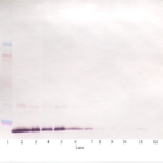To detect hIL-19 by Western Blot analysis this antibody can be used at a concentration of 0.1 - 0.2 ug/ml. Used in conjunction with compatible secondary reagents the detection limit for recombinant hIL-19 is 1.5 - 3.0 ng/lane, under either reducing or non-reducing conditions.