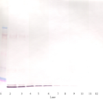 To detect hIL-19 by Western Blot analysis this antibody can be used at a concentration of 0.1 - 0.2 ug/ml. Used in conjunction with compatible secondary reagents the detection limit for recombinant hIL-19 is 1.5 - 3.0 ng/lane, under either reducing or non-reducing conditions.