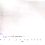 To detect hIL-19 by Western Blot analysis this antibody can be used at a concentration of 0.1 - 0.2 ug/ml. Used in conjunction with compatible secondary reagents the detection limit for recombinant hIL-19 is 1.5 - 3.0 ng/lane, under either reducing or non-reducing conditions.