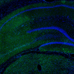 This antibody stained colchicine injected rat brain (including the ventricles and the CA3 region of the hippocampus) tissue.  The primary antibody was incubated at 0.25 ug/ml overnight at 4C.  This was followed by a peroxidase conjugated secondary antibody and then a fluorescein Tyramide Signal Amplification (TSA) reagent.  Optimal concentrations and conditions may vary.