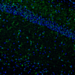 This antibody stained colchicine injected mouse brain (polymorph layer of the dentate gyrus) tissue.  The primary antibody was incubated at 0.5 ug/ml overnight at 4C.  This was followed by a peroxidase conjugated secondary antibody and then a fluorescein Tyramide Signal Amplification (TSA) reagent.  Optimal concentrations and conditions may vary.