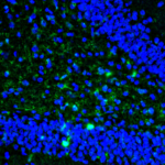 This antibody stained colchicine injected rat brain (including the ventricles and the CA3 region of the hippocampus) tissue.  The primary antibody was incubated at 0.25 ug/ml overnight at 4C.  This was followed by a peroxidase conjugated secondary antibody and then a fluorescein Tyramide Signal Amplification (TSA) reagent.  Optimal concentrations and conditions may vary.