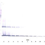 To detect mIL-1-beta by Western Blot analysis this antibody can be used at a concentration of 0.1-0.2 ug/ml. Used in conjunction with compatible secondary reagents the detection limit for recombinant mIL-1-beta is 1.5-3.0 ng/lane, under either reducing or non-reducing conditions.