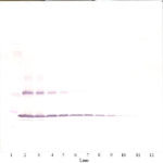 To detect mIL-1-beta by Western Blot analysis this antibody can be used at a concentration of 0.1-0.2 ug/ml. Used in conjunction with compatible secondary reagents the detection limit for recombinant mIL-1-beta is 1.5-3.0 ng/lane, under either reducing or non-reducing conditions.