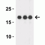 <strong>Figure 1 Western Blot Validation with Recombinant Protein</strong><br>Loading: 30 ng of human IL-1F10 recombinant protein per lane.Antibodies: IL-1F10 7503 (Lane 1: 1 μg/mL, Lane 2: 2 μg/mL and Lane 3: 4 μg/mL), 1h incubation at RT  in 5% NFDM/TBST.Secondary: Goat anti-rabbit IgG HRP conjugate at 1:10000 dilution.