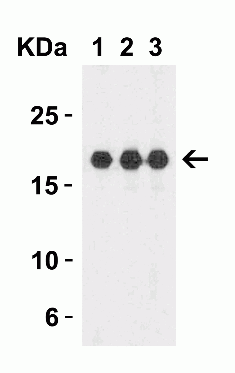 IL-1F10 Antibody