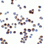 Immunocystochemistry of IL-1RAcP in HeLa cells with IL-1RAcP antibody at 2 μg/ml.