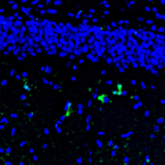 This antibody stained colchicine injected rat brain (including the ventricles and the CA3 region of the hippocampus) tissue.  The primary antibody was incubated at 1.0 ug/ml overnight at 4C.  This was followed by a peroxidase conjugated secondary antibody and then a fluorescein Tyramide Signal Amplification (TSA) reagent.  Optimal concentrations and conditions may vary.