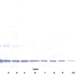 To detect hIL-1-alpha by Western Blot analysis this antibody can be used at a concentration of 0.1 - 0.2 ug/ml. Used in conjunction with compatible secondary reagents the detection limit for recombinant hIL-1-alpha is 1.5 - 3.0 ng/lane, under either reducing or non-reducing conditions.