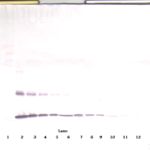 To detect mIL-1-alpha by Western Blot analysis this antibody can be used at a concentration of 0.1-0.2 ug/ml. Used in conjunction with compatible secondary reagents the detection limit for recombinant mIL-1-alpha is 1.5-3.0 ng/lane, under either reducing or non-reducing conditions.