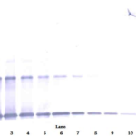 To detect hIL-1-alpha by Western Blot analysis this antibody can be used at a concentration of 0.1 - 0.2 ug/ml. Used in conjunction with compatible secondary reagents the detection limit for recombinant hIL-1-alpha is 1.5 - 3.0 ng/lane, under either reducing or non-reducing conditions.