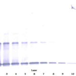 To detect hIL-1-alpha by Western Blot analysis this antibody can be used at a concentration of 0.1 - 0.2 ug/ml. Used in conjunction with compatible secondary reagents the detection limit for recombinant hIL-1-alpha is 1.5 - 3.0 ng/lane, under either reducing or non-reducing conditions.