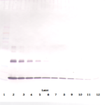To detect mIL-1-alpha by Western Blot analysis this antibody can be used at a concentration of 0.1-0.2 ug/ml. Used in conjunction with compatible secondary reagents the detection limit for recombinant mIL-1-alpha is 1.5-3.0 ng/lane, under either reducing or non-reducing conditions.