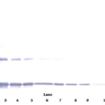 To detect Rat IL-1-alpha by Western Blot analysis this antibody can be used at a concentration of 0.1 - 0.2 ug/ml. Used in conjunction with compatible secondary reagents the detection limit for recombinant Rat IL-1-alpha is 1.5 - 3.0 ng/lane, under either reducing or non-reducing conditions.