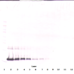 To detect mIL-2 by Western Blot analysis this antibody can be used at a concentration of 2.0-4.0 ug/ml. Used in conjunction with compatible secondary reagents the detection limit for recombinant mIL-2 is 1.0-2.0 ng/lane, under reducing conditions and 0.2-0.4 ng/lane, under non-reducing conditions.