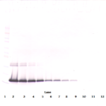 To detect mIL-2 by Western Blot analysis this antibody can be used at a concentration of 2.0-4.0 ug/ml. Used in conjunction with compatible secondary reagents the detection limit for recombinant mIL-2 is 1.0-2.0 ng/lane, under reducing conditions and 0.2-0.4 ng/lane, under non-reducing conditions.