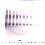 To detect Rat IL-2 by Western Blot analysis this antibody can be used at a concentration of 0.1 - 0.2 ug/ml. Used in conjunction with compatible secondary reagents the detection limit for recombinant Rat IL-2 is 1.5 - 3.0 ng/lane, under either reducing or non-reducing conditions.
