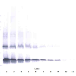 To detect hIL-2 by Western Blot analysis this antibody can be used at a concentration of 0.1 - 0.2 ug/ml. Used in conjunction with compatible secondary reagents the detection limit for recombinant hIL-2 is 1.5 - 3.0 ng/lane, under either reducing or non-reducing conditions.