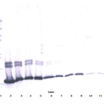 To detect mIL-2 by Western Blot analysis this antibody can be used at a concentration of 0.1-0.2 ug/ml. Used in conjunction with compatible secondary reagents the detection limit for recombinant mIL-2 is 1.5-3.0 ng/lane, under either reducing or non-reducing conditions.