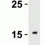 <strong>Figure 2 Western Blot Validation with Recombinant Protein</strong><br>Loading: 30 ng of human IL-21 recombinant protein per lane.Antibodies: IL-21 2465 (0.5 μg/mL), 1h incubation at RT  in 5% NFDM/TBST.Secondary: Goat anti-rabbit IgG HRP conjugate at 1:10000 dilution.