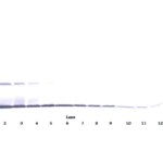 To detect mIL-22 by Western Blot analysis this antibody can be used at a concentration of 0.1 - 0.2 ug/ml. Used in conjunction with compatible secondary reagents the detection limit for recombinant mIL-22 is 1.5 - 3.0 ng/lane, under either reducing or non-reducing conditions.