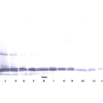 To detect mIL-22 by Western Blot analysis this antibody can be used at a concentration of 0.1 - 0.2 ug/ml. Used in conjunction with compatible secondary reagents the detection limit for recombinant mIL-22 is 1.5 - 3.0 ng/lane, under either reducing or non-reducing conditions.