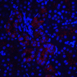 Immunofluorescence of IL-22R in rat kidney tissue with IL-22R antibody at 20 μg/ml.