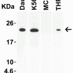 <strong>Figure 2 Western Blot Validation in Human Cell Lines</strong><br>Loading: 20 μg of lysates per lane.Antibodies: IL-23 3793, (2 μg/mL), 1h incubation at RT in 5% NFDM/TBST.Secondary: Goat anti-rabbit IgG HRP conjugate at 1:10000 dilution.