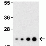 <strong>Figure 2 Western Blot Validation with Recombinant Protein</strong><br>Loading: 30 ng of human IL-23 recombinant protein per lane.Antibodies: IL-23 3795 (1: 0.25 μg/mL, 2: 0.5 μg/mL, 3: 1 μg/mL and 4: 2μg/mL), 1h incubation at RT  in 5% NFDM/TBST.Secondary: Goat anti-rabbit IgG HRP conjugate at 1:10000 dilution.