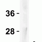 <strong>Figure 3 Western Blot Validation with Recombinant Protein</strong><br>Loading: 30 ng of human IL-23 recombinant protein.Antibodies: IL-23 3793 (4 μg/mL), 1h incubation at RT in 5% NFDM/TBST.Secondary: Goat anti-rabbit IgG HRP conjugate at 1:10000 dilution.
