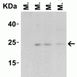 <strong>Figure 3 Western Blot Validation in Mouse Tissue Lysate</strong><br>Loading: 15 μg of lysates per lane.Antibodies: IL-23 3795 (1 μg/mL), 1h incubation at RT in 5% NFDM/TBST.Secondary: Goat anti-rabbit IgG HRP conjugate at 1:10000 dilution.