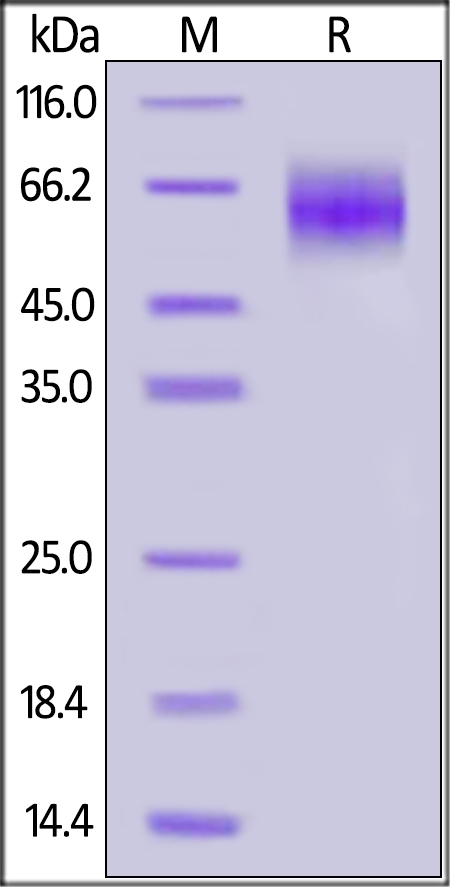 IL-23 R Recombinant Protein