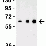<strong>Figure 3 Recombinant Protein Validation </strong><br>Loading: 30 ng of human recombinant IL-17 (IL-17A+IL-17B) protein per lane.Antibodies: IL-27 3797, 1h incubation at RT in 5% NFDM/TBST.Secondary: Goat anti-rabbit IgG HRP conjugate at 1:10000 dilution.Lane 1: 0.5 μg/mL, Lane 2: 1 μg/mL, Lane 3: 2 μg/mL